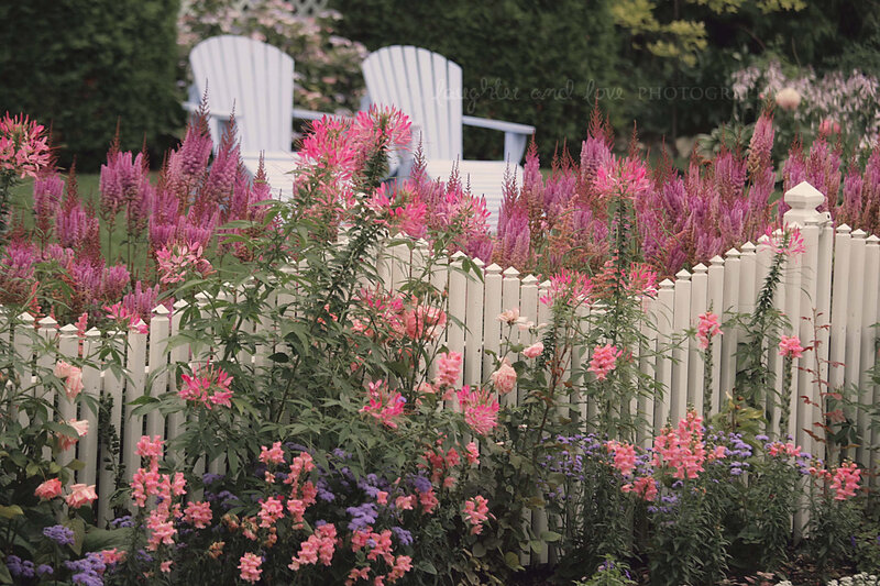 Pink Flowers in Garden — Serene, Summer