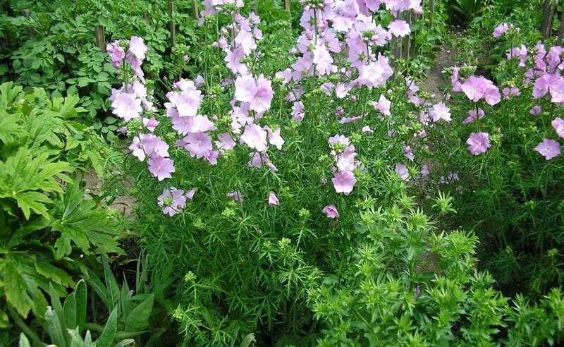 pink flowers in garden