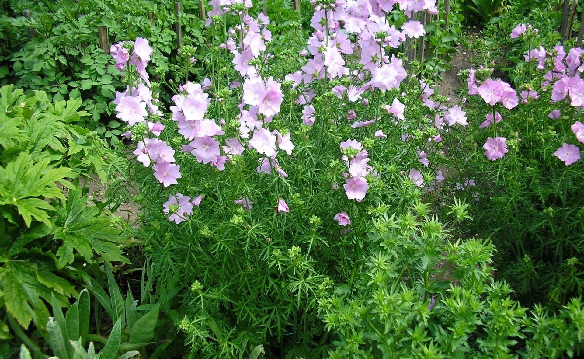 pink flowers in garden