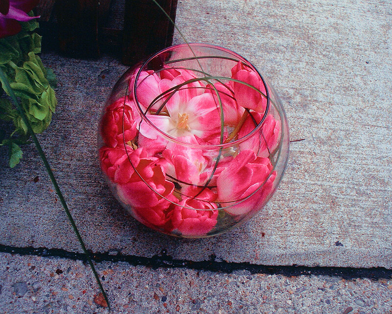 Pink Flowers in Glass Bowl — Calm