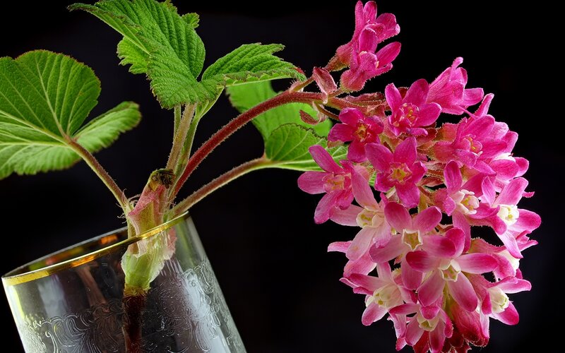 Pink Flowers in Glass — Dramatic