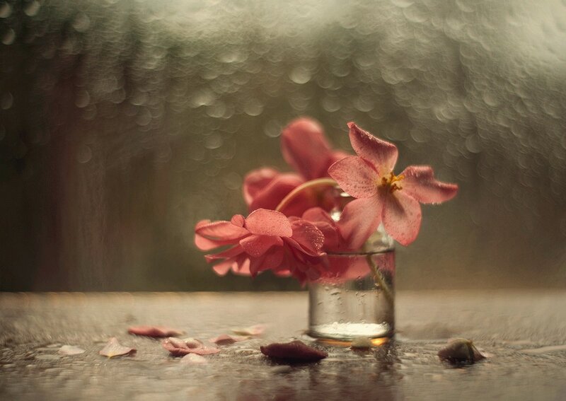 Pink Flowers in Glass — Melancholic