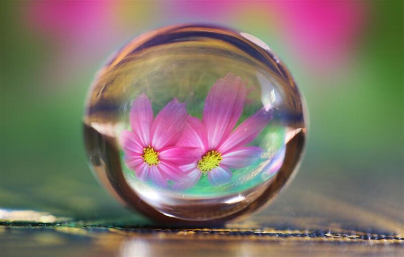 Pink Flowers in Glass Sphere