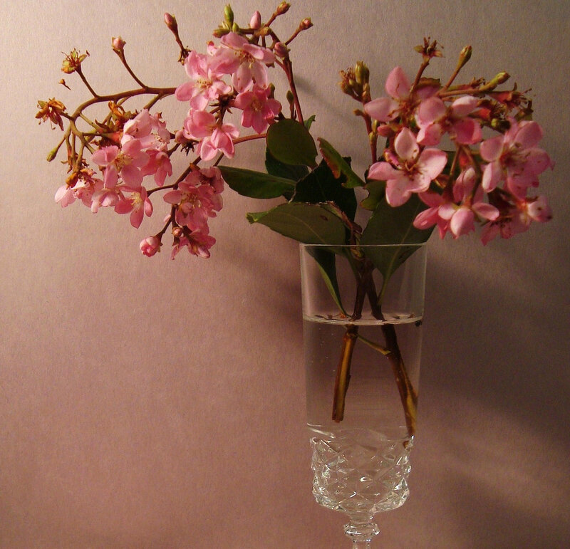 Pink Flowers in Glass