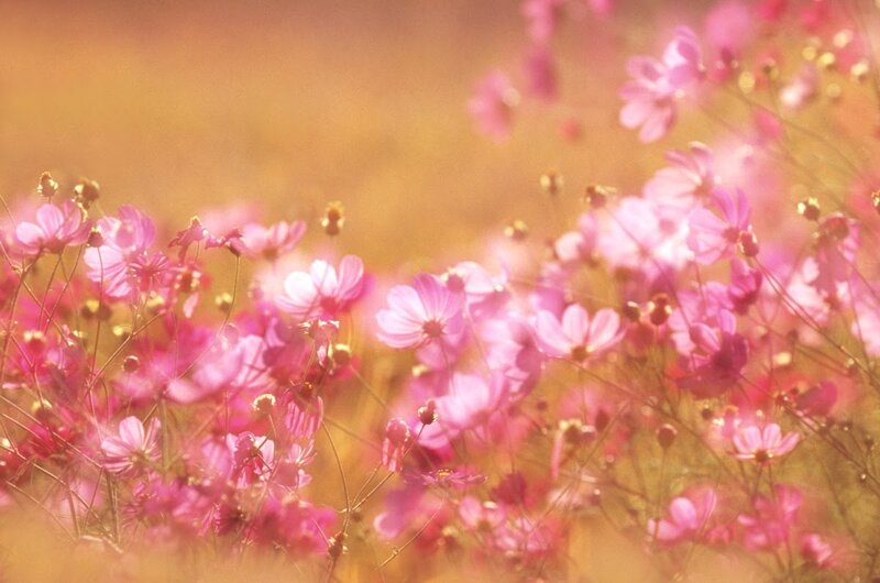 Pink flowers in golden light