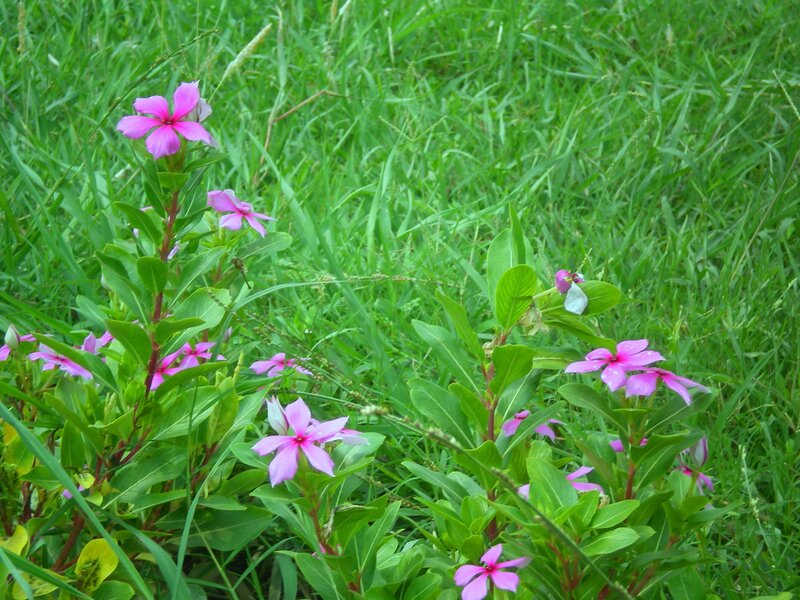 Pink Flowers in Grass — Green, Calm