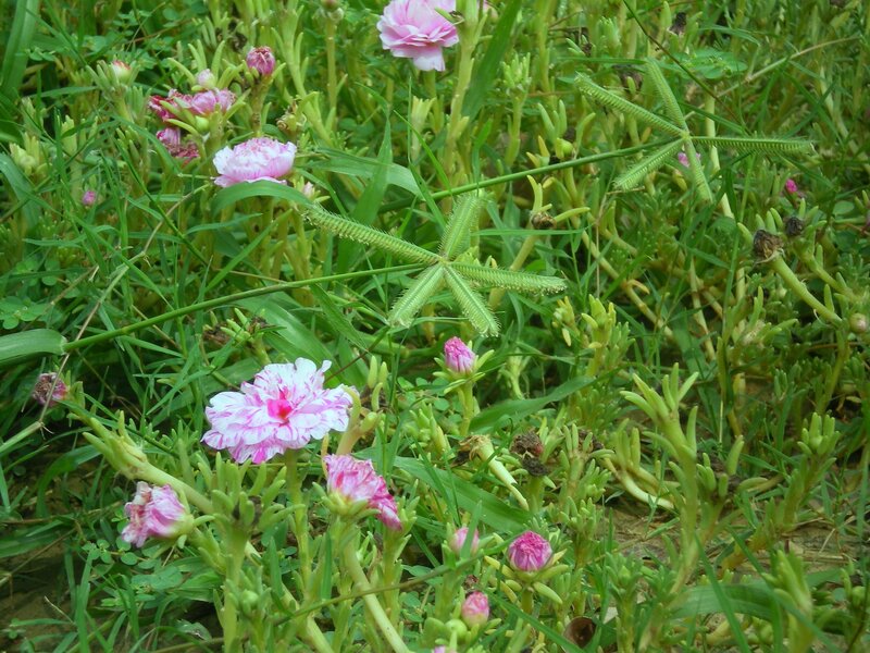 Pink Flowers in Grass — Green, Natural, Afternoon