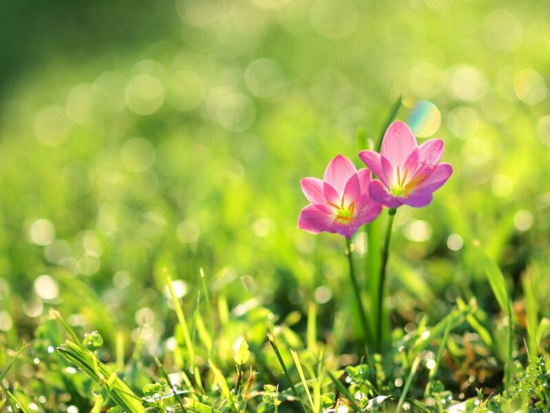 Pink Flowers in Grass — Green, Serene, Morning, Photograph