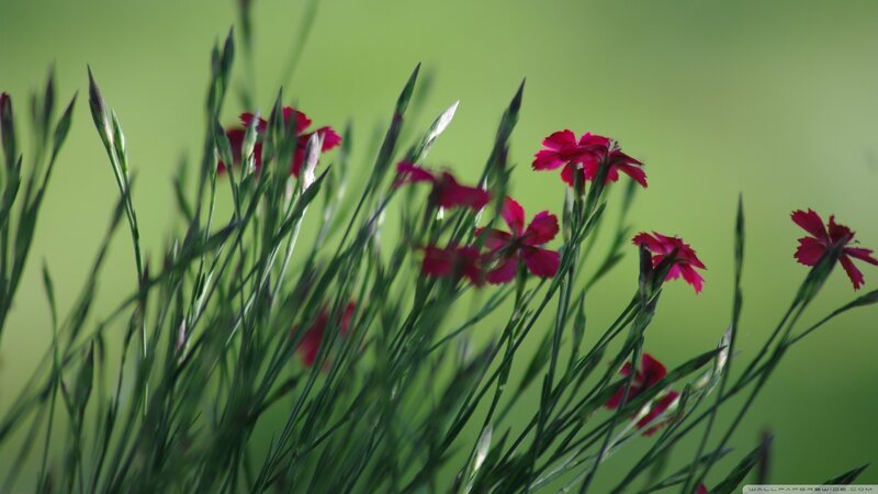 Pink Flowers in Grass — Green, Serene, Spring