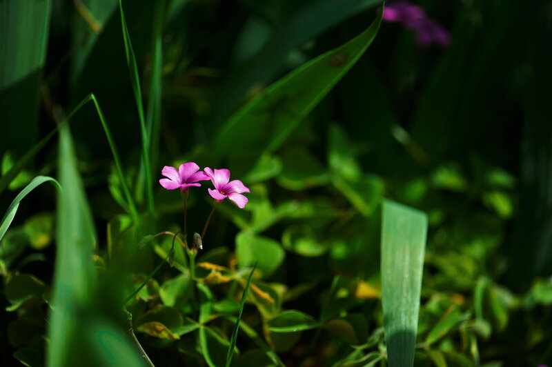 Pink Flowers in Grass — Green
