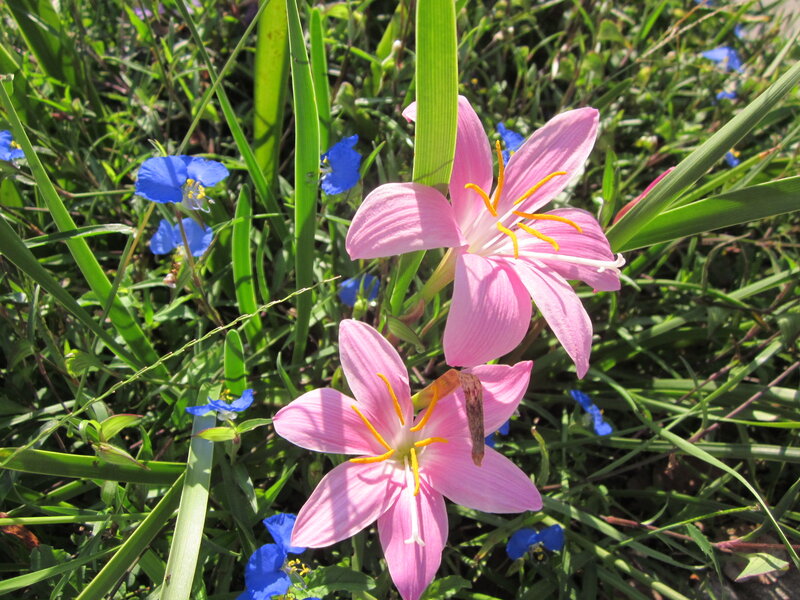 Pink Flowers in Grass — Serene, Afternoon