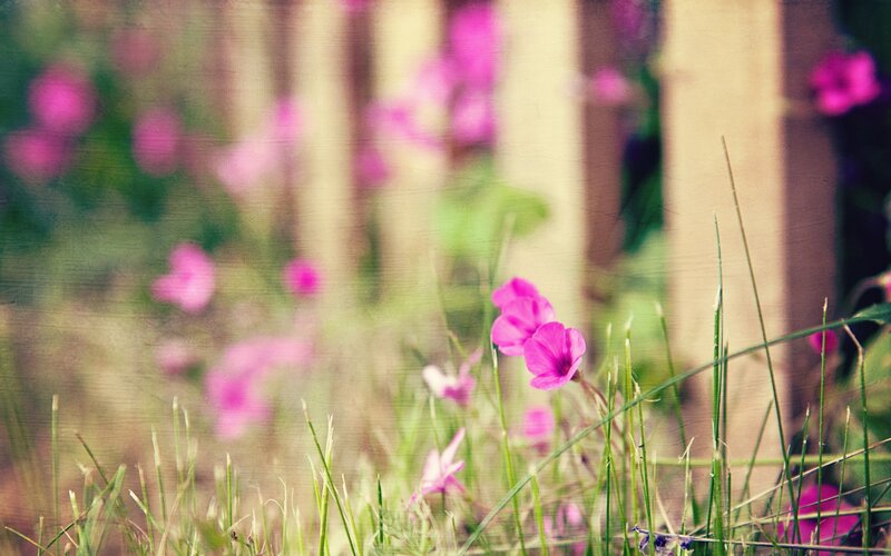 Pink Flowers in Grass — Serene, Spring, Photograph, Fence