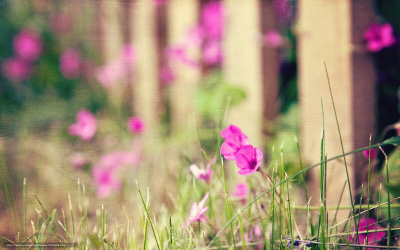 Pink Flowers in Grass — Serene, Spring, Photograph