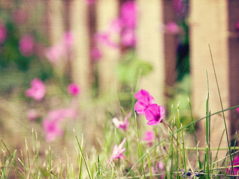 Pink Flowers in Grass — Serene, Spring
