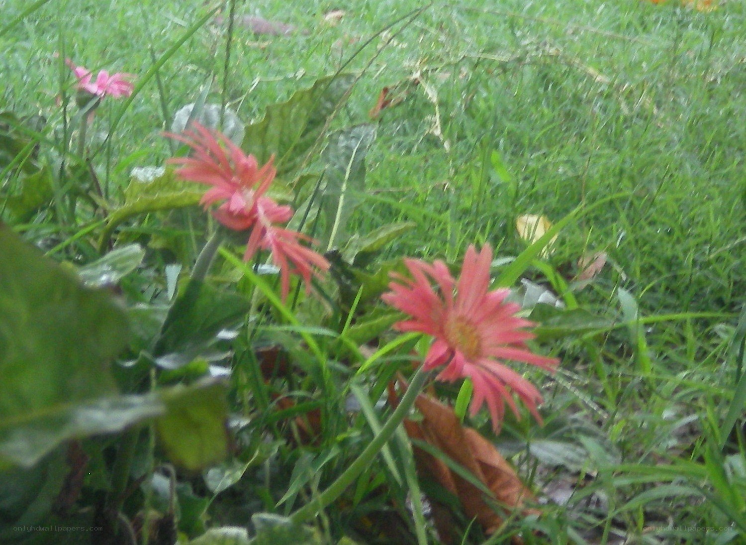 Pink flowers in grass