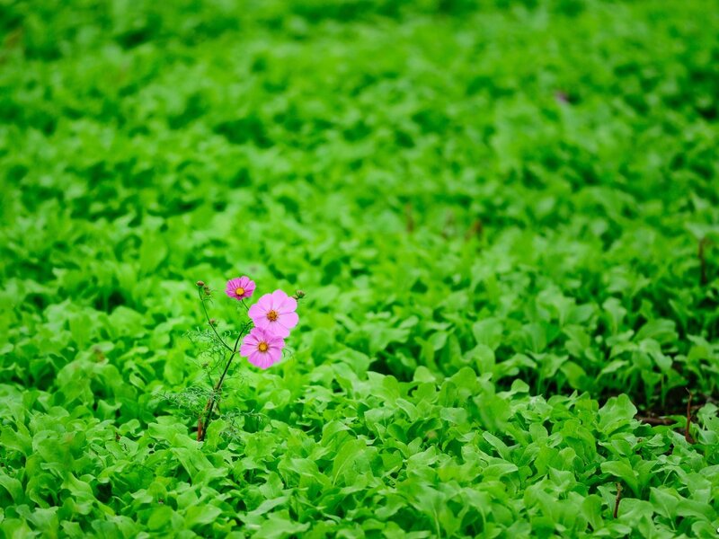 Pink Flowers in Green Field — Serene