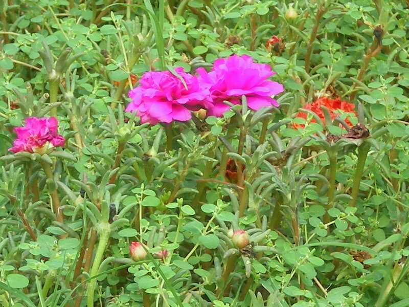 pink flowers in green foliage