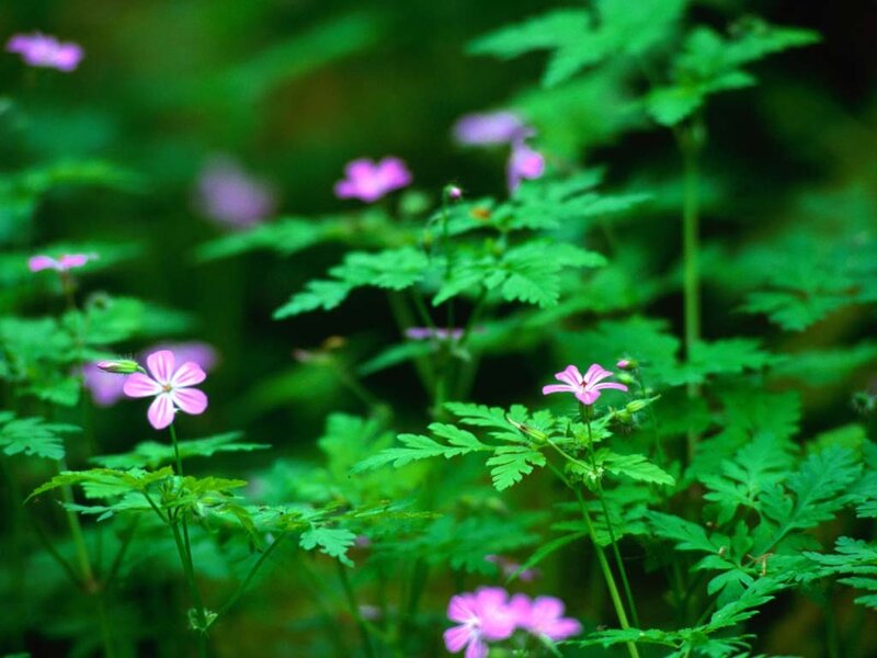 Pink flowers in green foliage