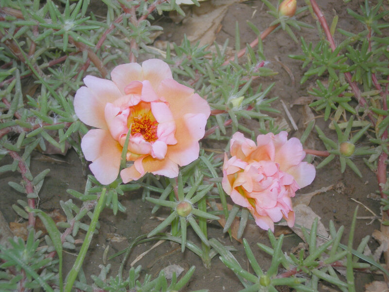 Pink flowers in green foliage