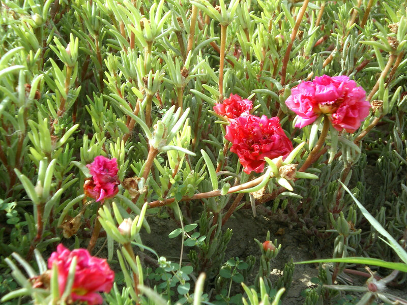 Pink flowers in green foliage