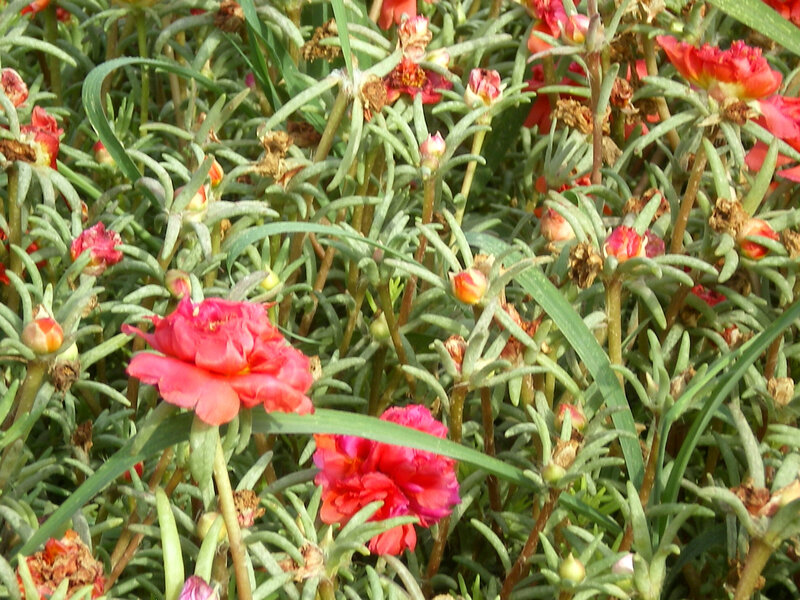 pink flowers in green foliage
