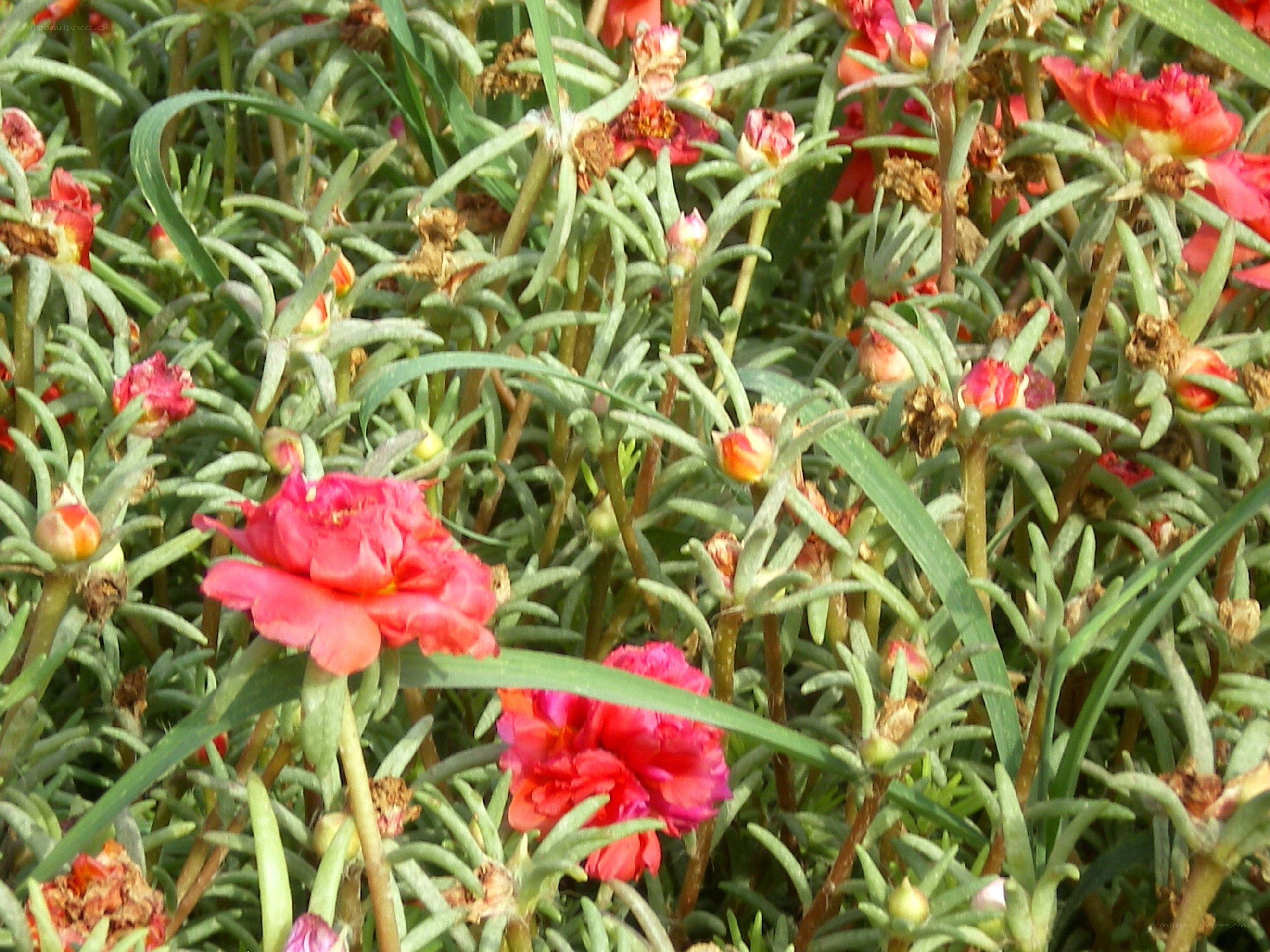 pink flowers in green foliage