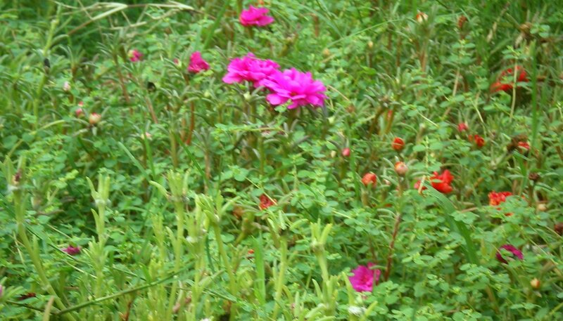 pink flowers in green foliage
