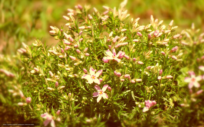 Pink Flowers in Green Foliage — Serene