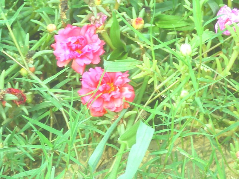 pink flowers in green grass