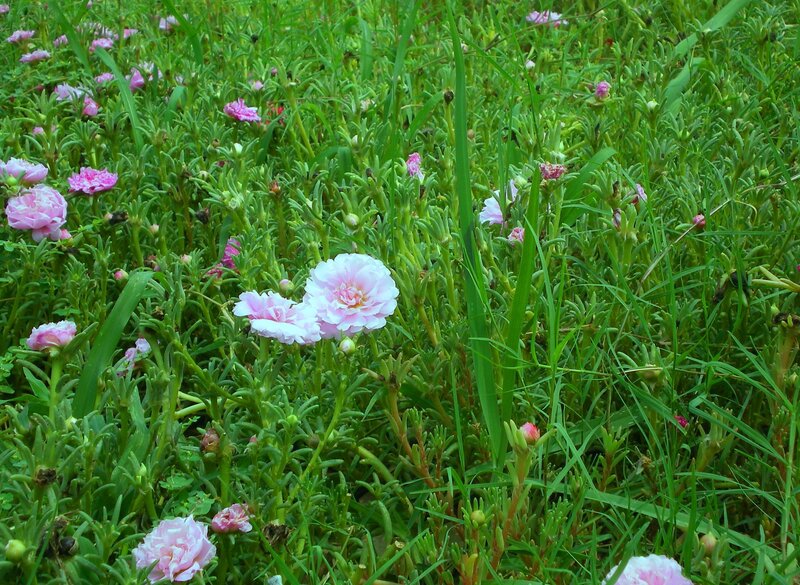 Pink flowers in green grass