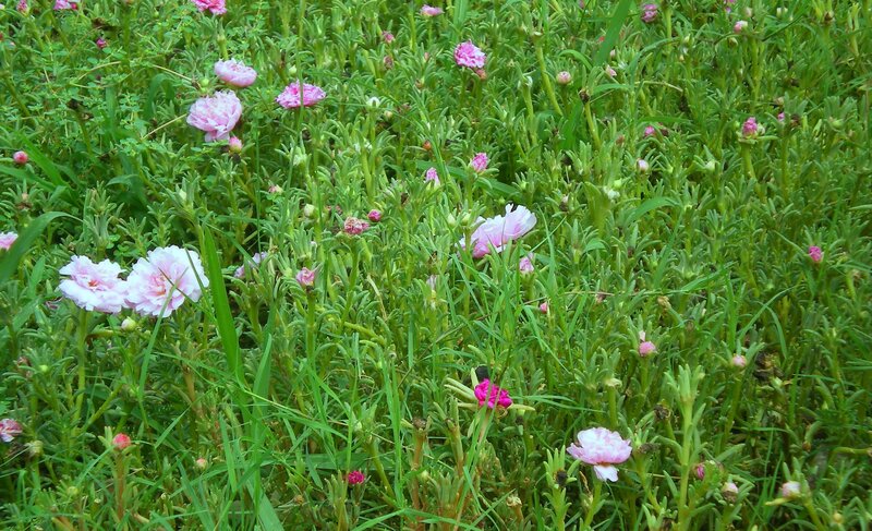 pink flowers in green grass