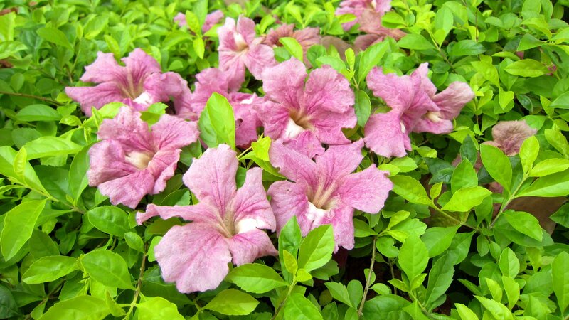 Pink Flowers in Green Leaves