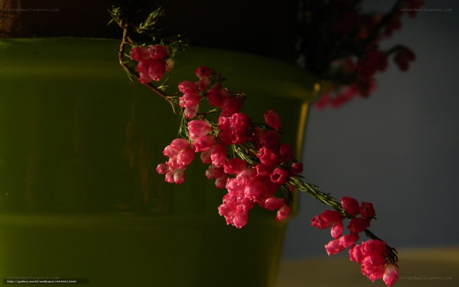 Pink flowers in green pot