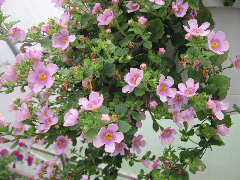Pink Flowers in Hanging Basket