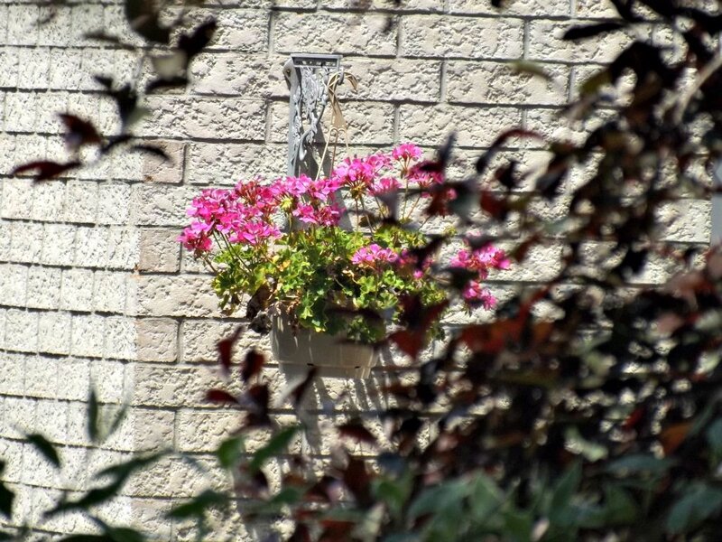 Pink Flowers in Hanging Pot — Calm