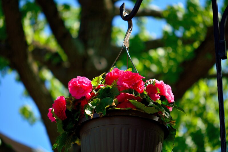 Pink Flowers in Hanging Pot — Serene