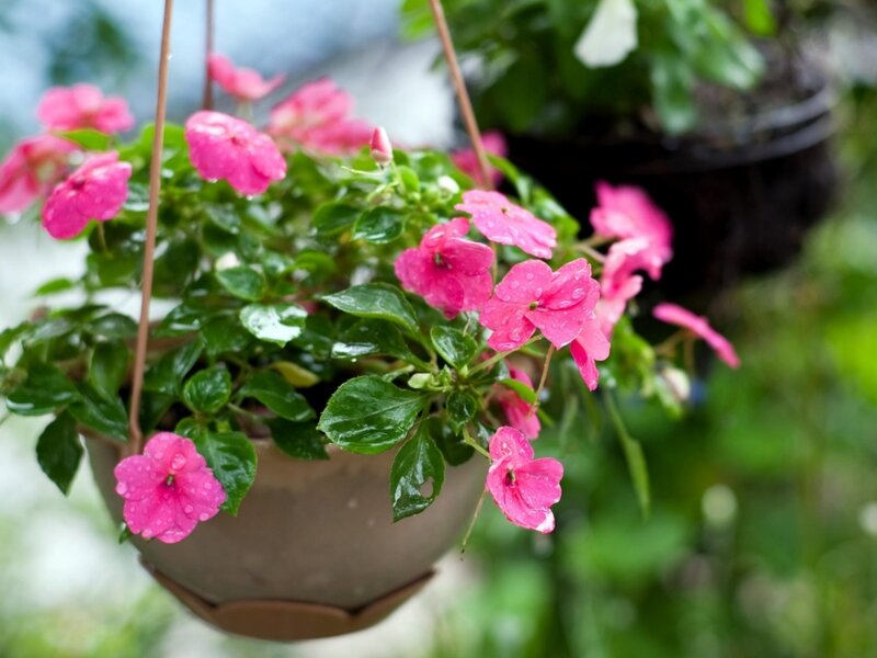 Pink Flowers in Hanging Pot
