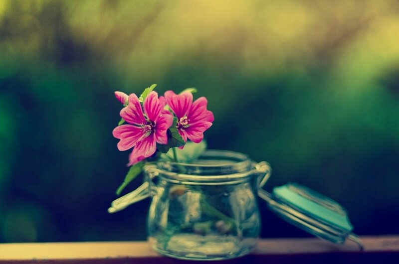 Pink Flowers in Jar — Serene