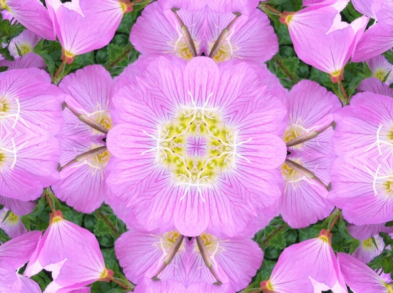 Pink Flowers in Kaleidoscope