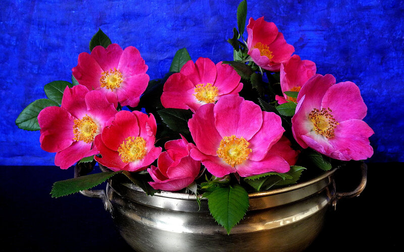 Pink Flowers in Metal Bowl