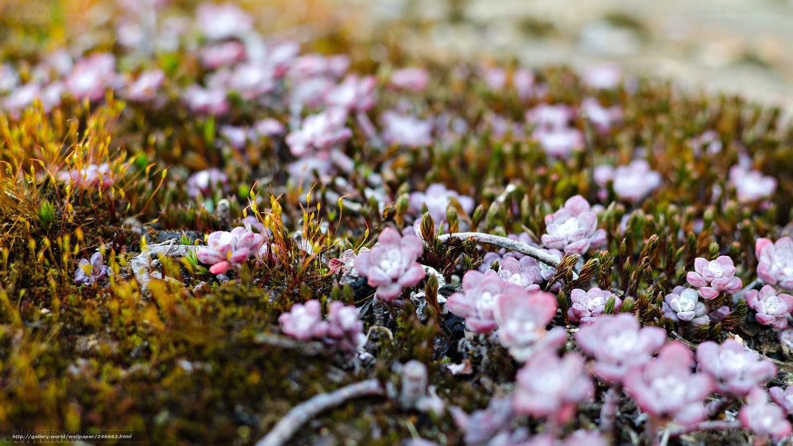 Pink flowers in mossy ground