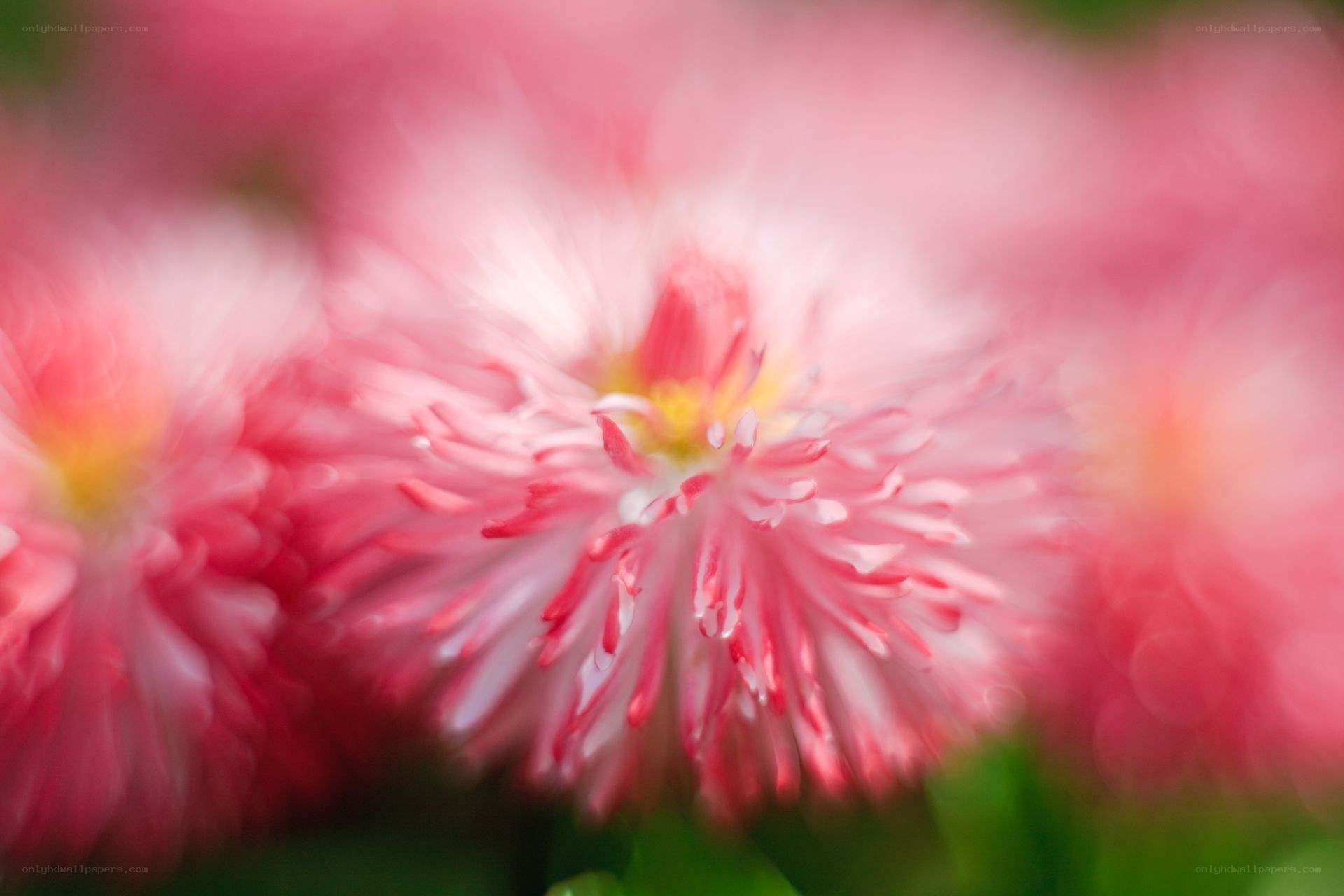 Pink flowers in motion
