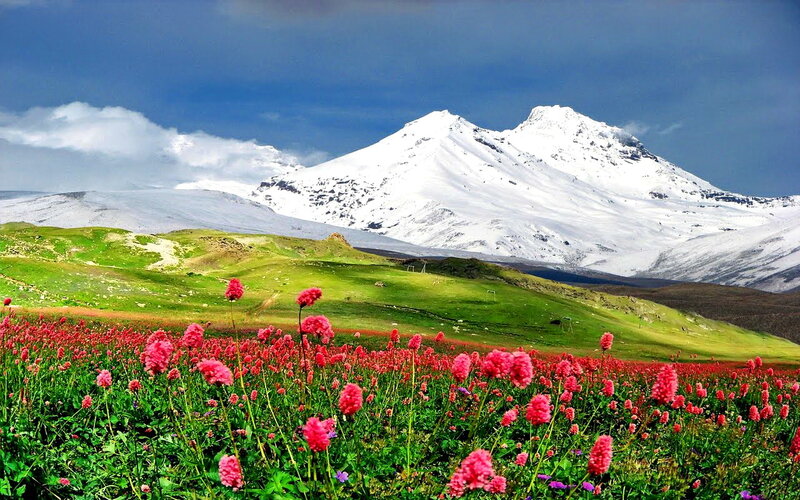 Pink Flowers in Mountain Field — Red