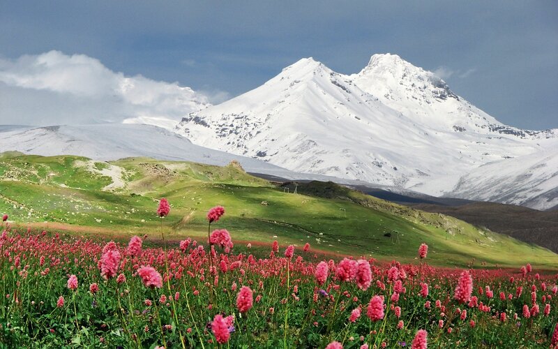 Pink Flowers in Mountain Field — Serene, Spring