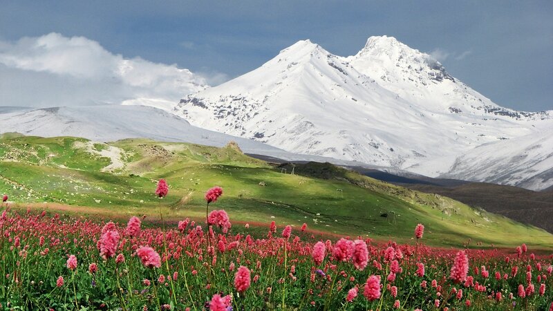 Pink Flowers in Mountain Field — Serene