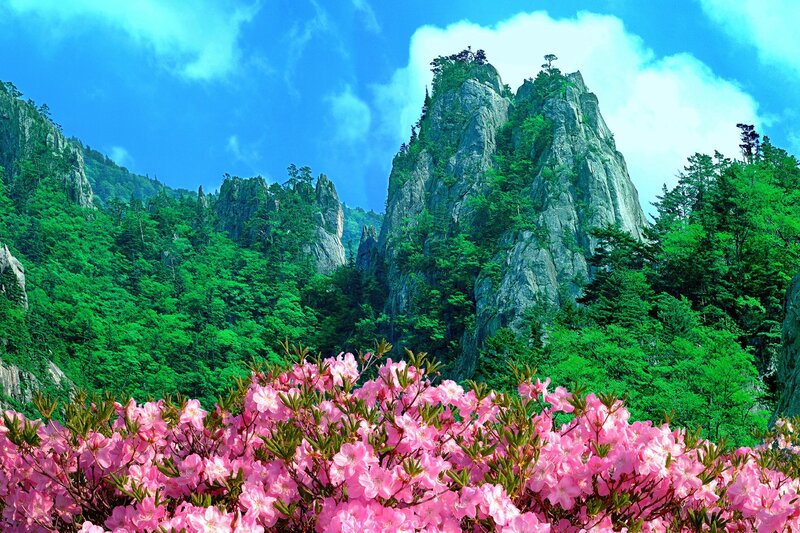 Pink flowers in mountain landscape