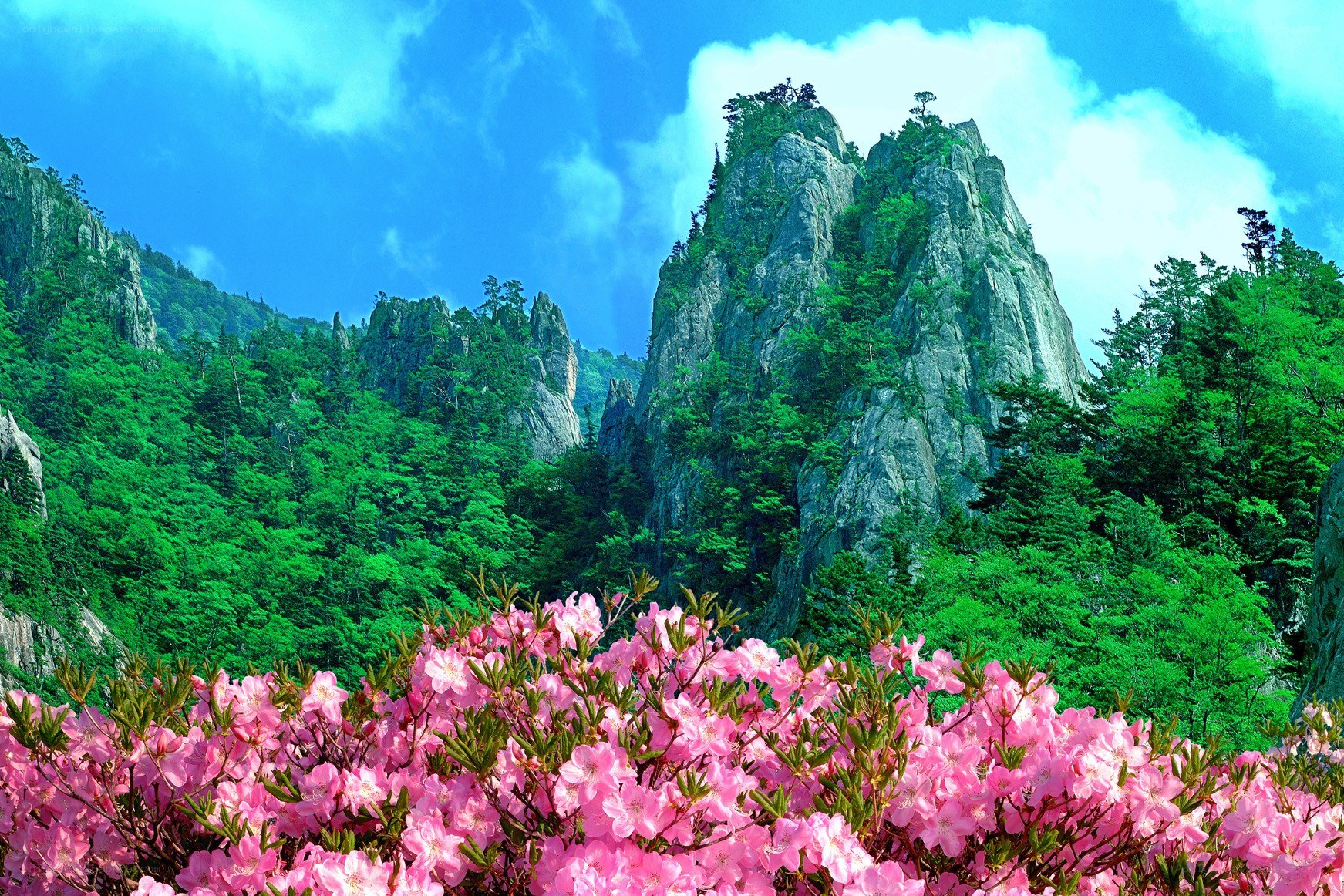 Pink flowers in mountain landscape