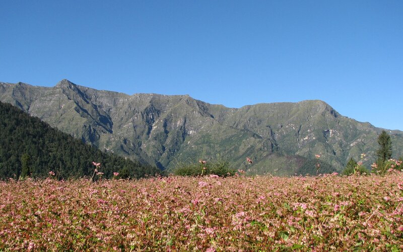 Pink flowers in mountain valley