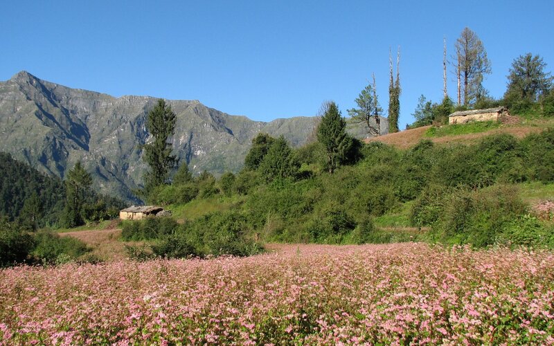 Pink flowers in mountain valley