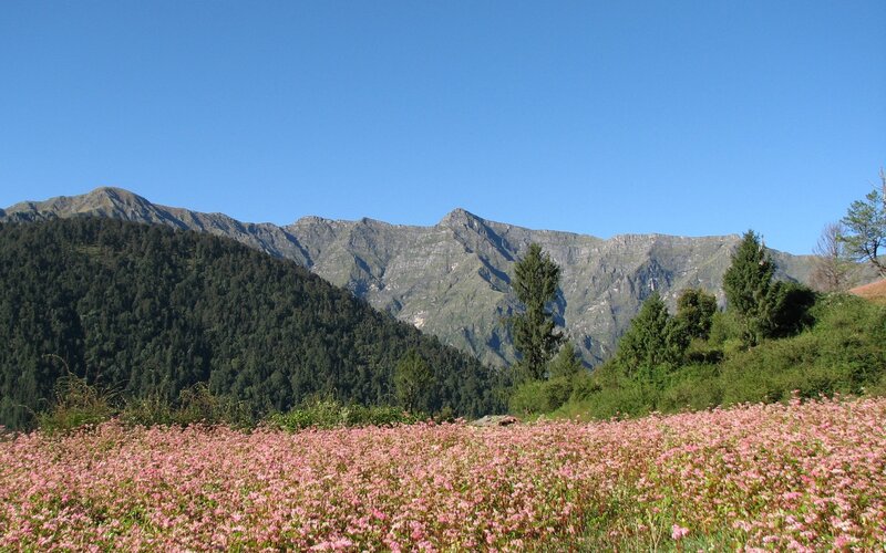Pink flowers in mountain valley